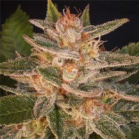 Cheese Candy